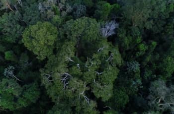 Macron: França não importa mais soja fruto do desmatamento, sobretudo da Amazônia