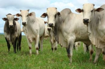 Vaca louca' faz País suspender vendas de carnes à China
