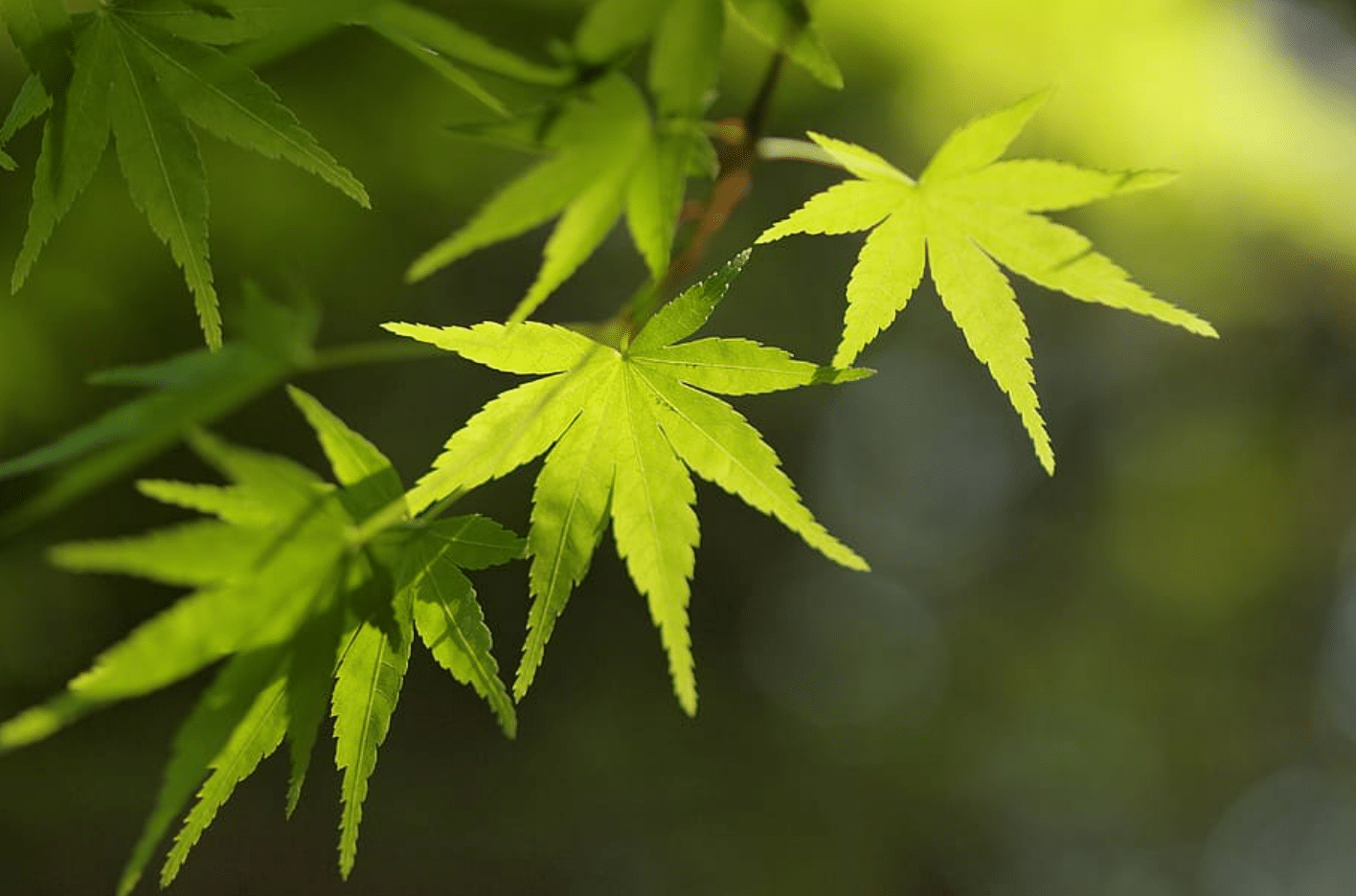 cannabis maconha